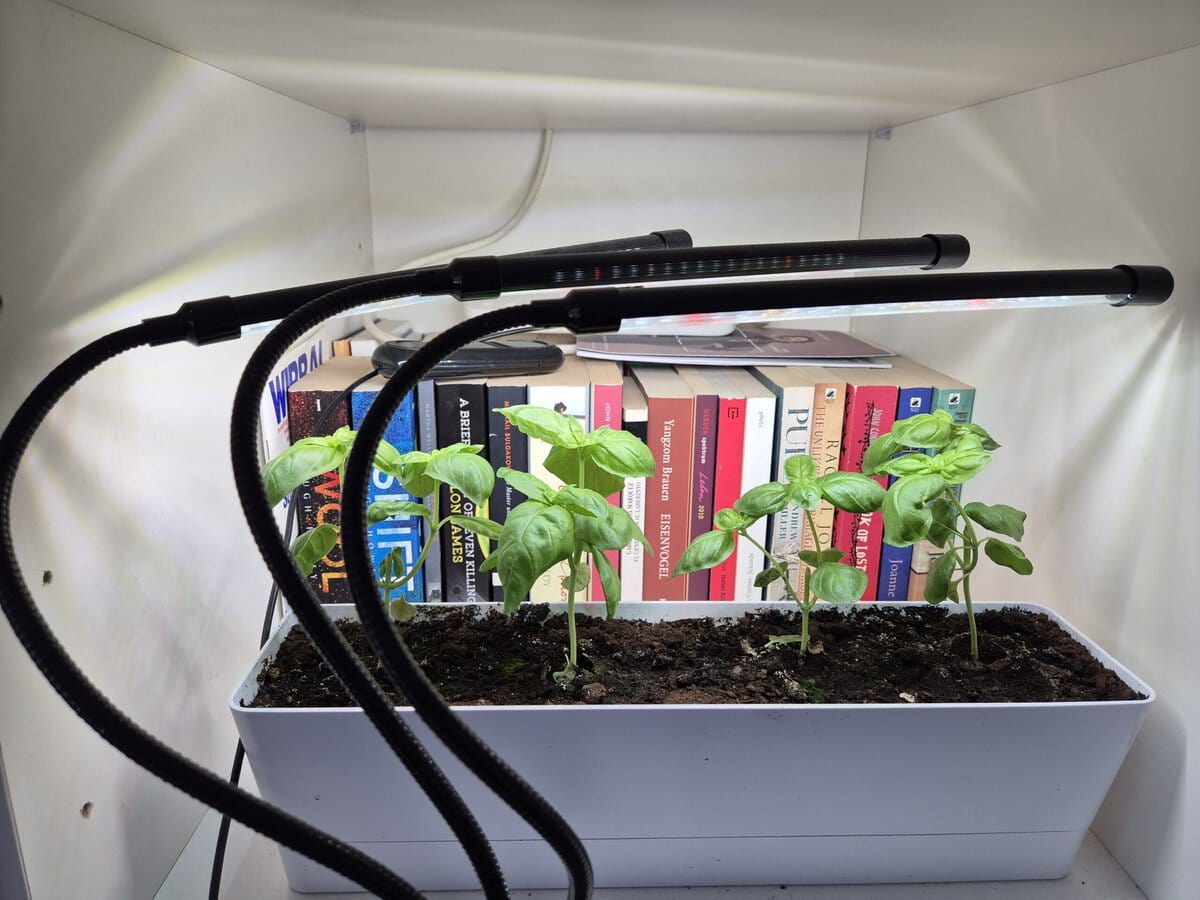 Wolezek gooseneck grow light review showing basil growing indoors under clip-on LED lights