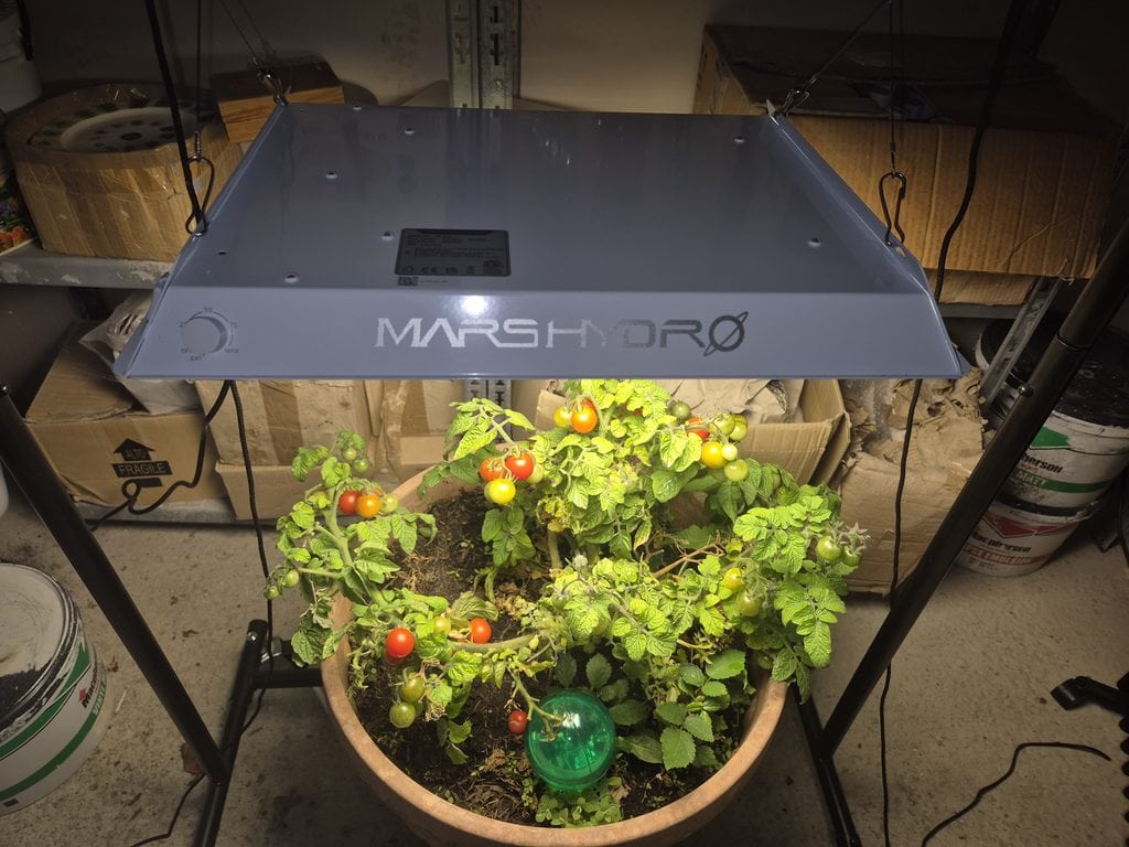 Mars Hydro TS600 Review grow light over a fruiting bush tomato plant
