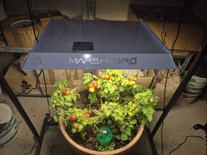 Mars Hydro TS600 grow light over a fruiting bush tomato plant