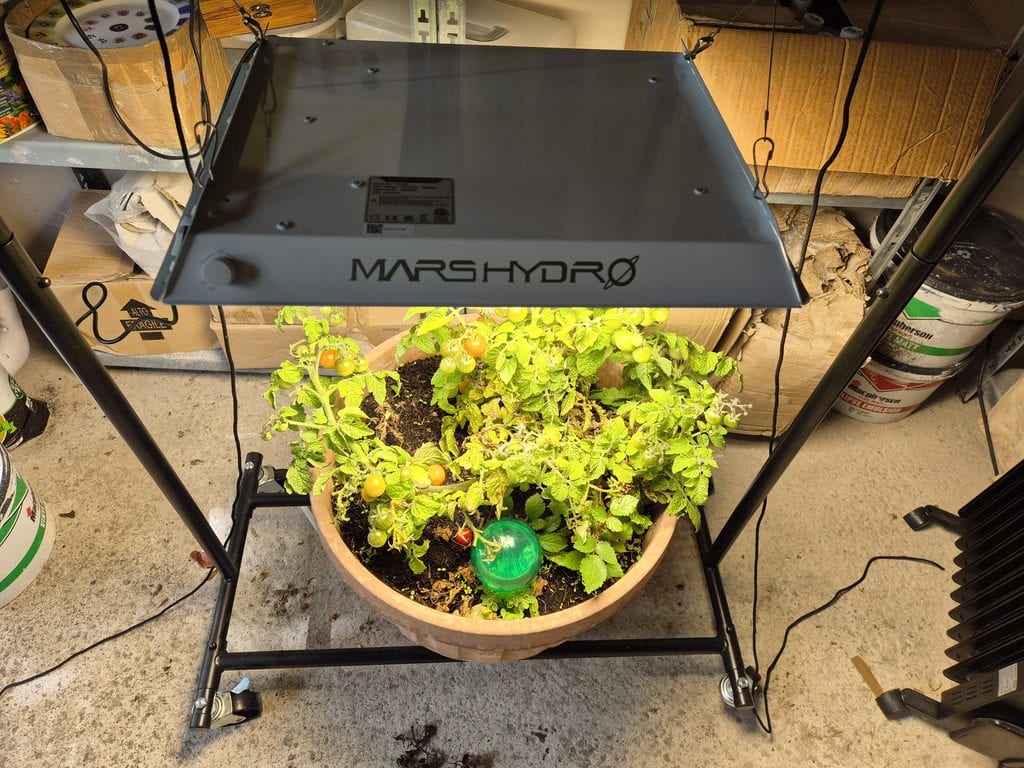 Bush tomato under Mars Hydro TS600 grow light before the fruit ripened